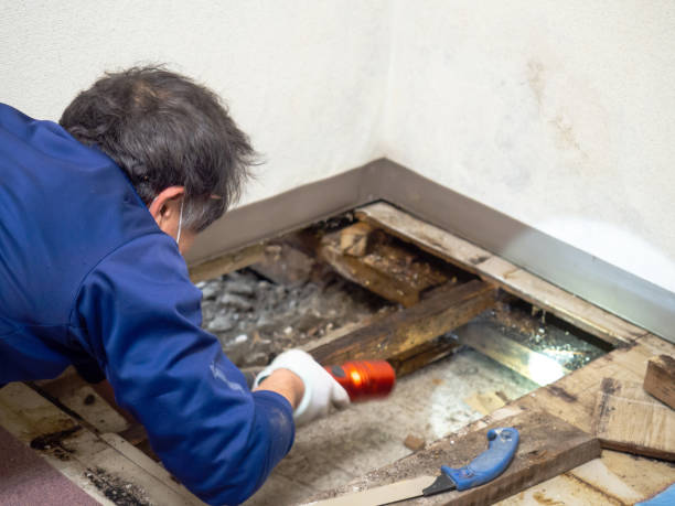 Best Residential Mold Remediation in Madeira Beach, FL