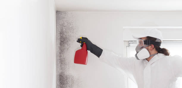 Best DIY Mold Remediation Support Services in Madeira Beach, FL